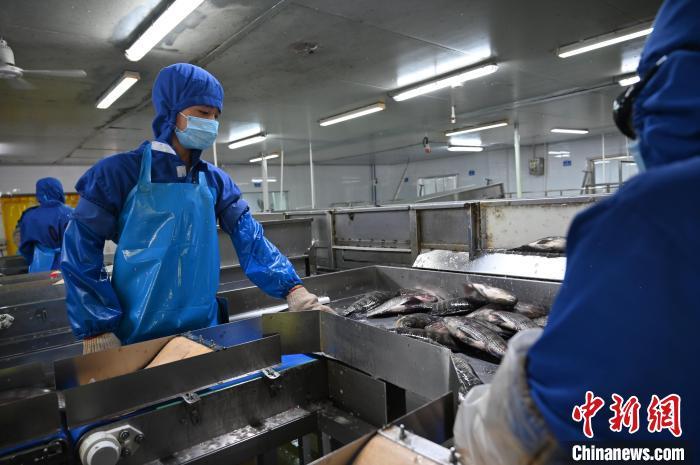 金融力量助力广东湛江打造“ 中国水产预制菜之都”